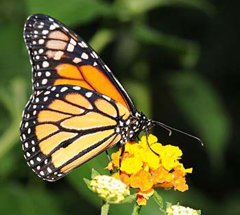 A monarch butterfly on a flower