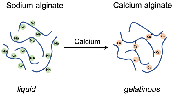 Schematic drawing of the chemical reaction between sodium alginate and calcium chloride. On the left side sodium alginate molecules are depicted. Lines represent the alginate molecules and green circles represent the sodium ions that are associated with the alginate. On the right side the calcium alginate is shown. Again lines represent the alginate molecules and orange circles in between the lines represent the calcium ions. Each calcium ion binds two strands of alginate. 