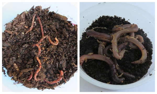 Two photos of small worms in soil on the left and large worms in soil on the right
