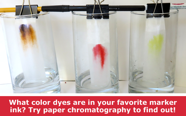 Three paper chromatography strips marked with different colored ink soak in three cups of solvents