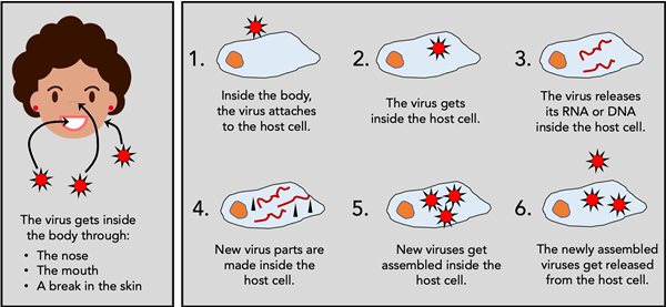 Diagram of how viruses get inside the human body, enter cells, and replicate. 