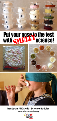 Sniffing Out the Science of Smell / Science Buddies -- Student STEM Projects and Activities