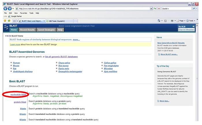 Screenshot of the nucleotide blast option selected on the homepage of blast.ncbi.nlm.nih.gov