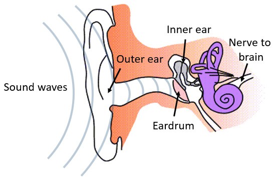 Diagram of sound waves interacting with the inner mechanisms of the human ear