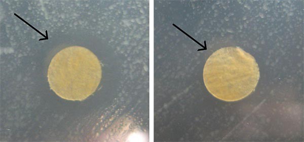 Circles of filter paper in an agar plate create two different size zones of inhibition where bacteria does not grow