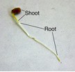 The shoot and root labeled after emerging from a seed