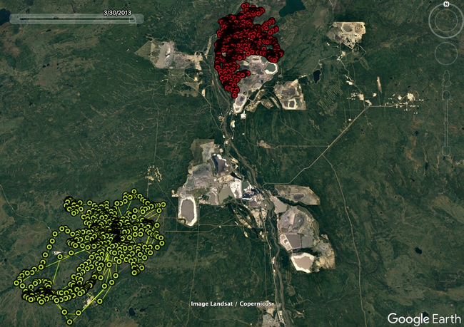 Satellite image of Alberta in the United States with markers placed along the movement track of two wolves 