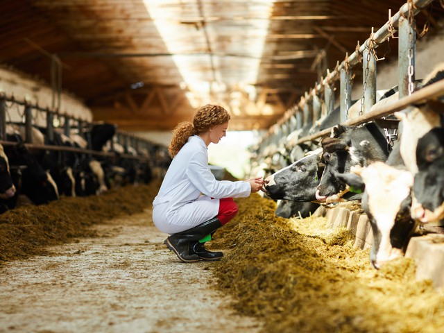 young woman caring for cows in barn