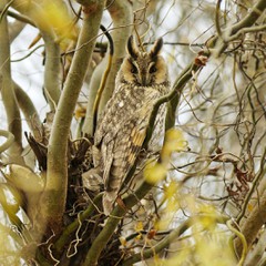 Owl camouflaged in tree 