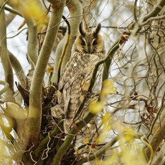 Owl camouflaged in tree