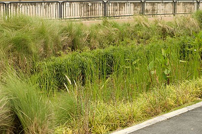 A strip of wild grasses between paved sections. 