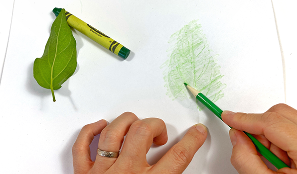 Hands doing a leaf rubbing to explore branching structure