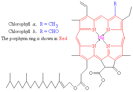 Diagram of the molecular structure of chlorophyll