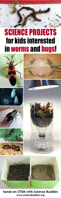 Bug and Insect STEM Roundup