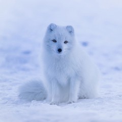 Animal camouflaged on snow - Arctic fox