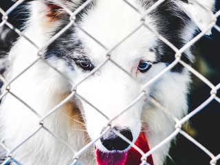 dog in cage