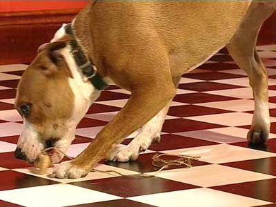 A dog eating a treat that is tied to a string