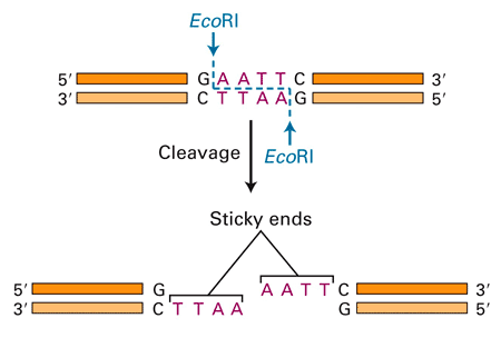 A diagram of splitting an enzyme