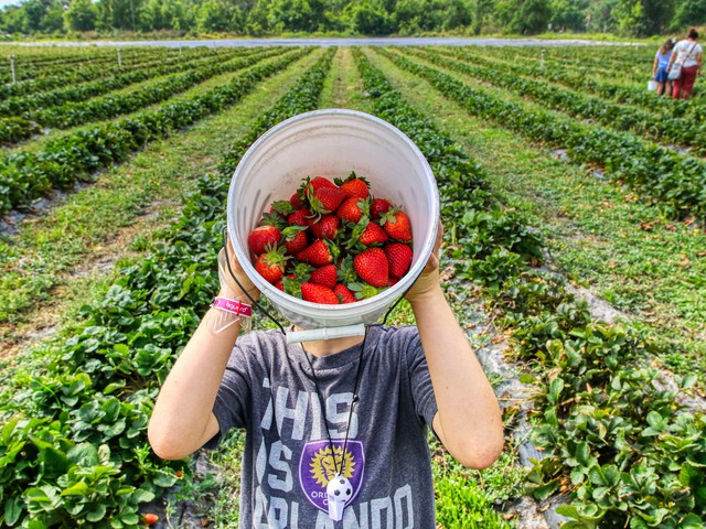 strawwberries in bucket