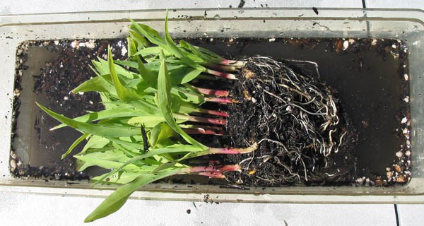 Plant seedlings are pulled out of the ground and washed in a container of water