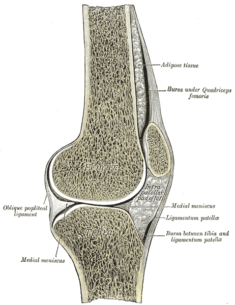 Drawn diagram of a cross-section of a human knee