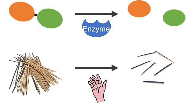 Schematic diagram of an enzymatic reaction and the toothpick model.