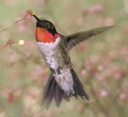 A ruby-throated hummingbird in flight