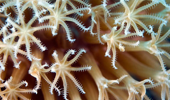 CoralPolyp_MarcAuMarc