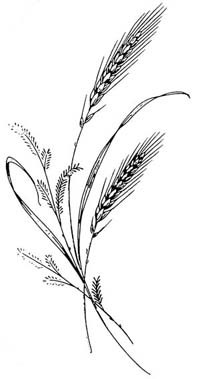 Drawing of a wheat plant