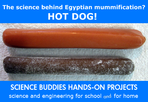 Weekly Science Activity Spotlight / Hot Dog Mummification Science Project for School or Family Science