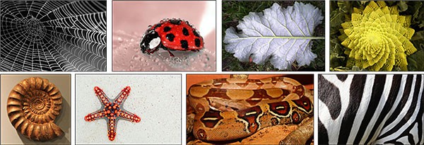  Various pictures that illustrate different patterns in nature: a spiderweb, a ladybug, a leaf, a Romanesco, an ammonit, a sea star, a snake, and a zebra. 
