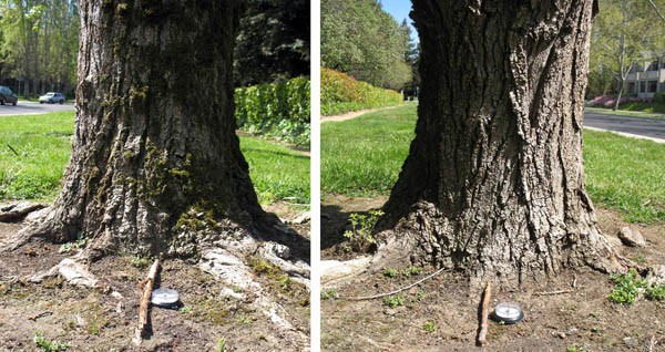Two photos of the base of a tree are taken from different directions
