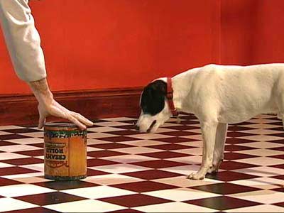 A ball is covered with a can as a dog watches