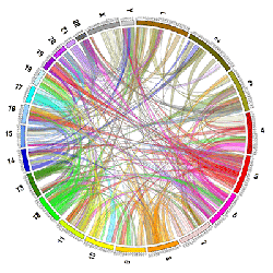 Circos data visualization / big data sample