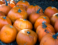 pumpkins