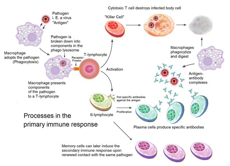 A variety of circular shapes represent different types of immune cells involved in the primary immune response. Arrows between the cells indicate the sequence of processes happening during a primary immune response.  