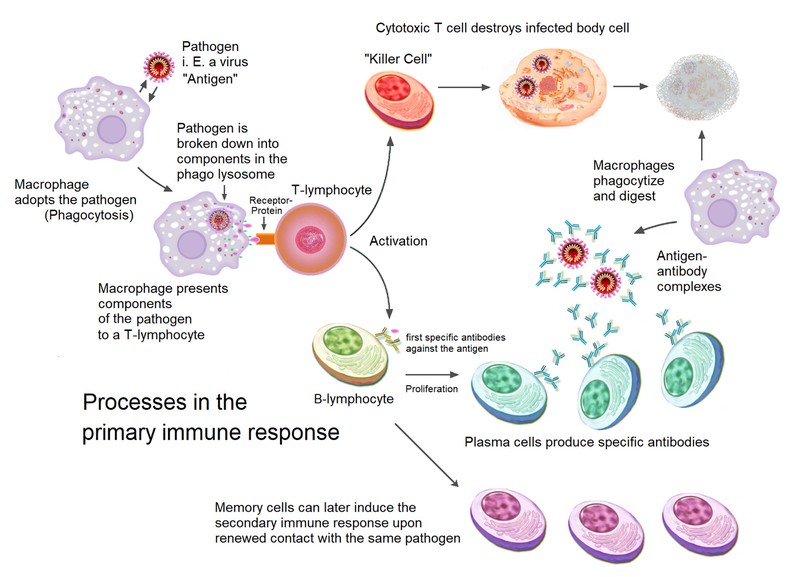 A variety of circular shapes represent different types of immune cells involved in the primary immune response. Arrows between the cells indicate the sequence of processes happening during a primary immune response.