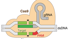 Schematic diagram of the CRISPR-Cas9 complex, showing the Cas9 protein, the guideRNA, and the cleaved target DNA