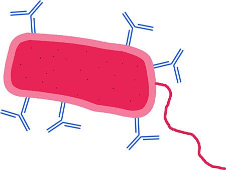 Drawing of a square shaped red pathogen being attacked by smaller Y shaped blue antibodies