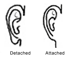 Drawing of an ear with a detached earlobe to the left of a drawing of an ear with an attached earlobe