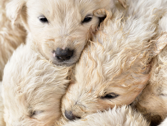 A group of puppies cuddling for warmth