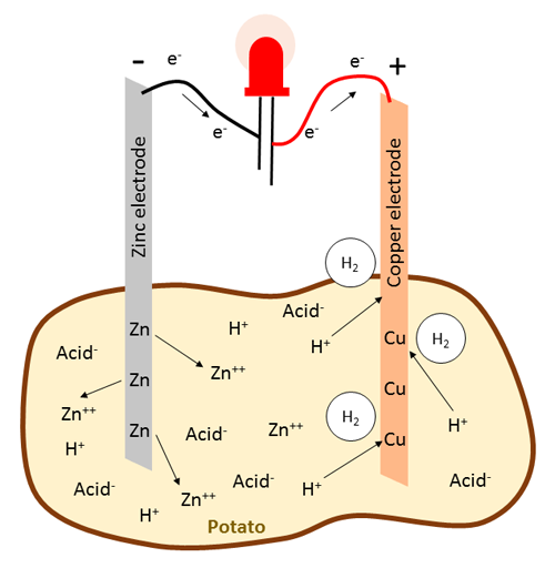 Drawing of an LED powered by a zinc electrode and a copper electrode inserted into a potato