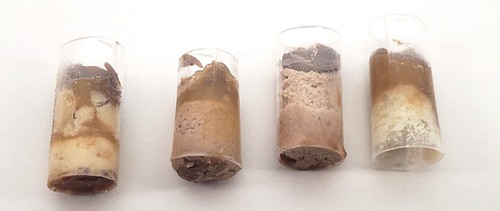 Four candy core samples placed next to each other. They have different visible layers of chocolate, caramel, and other ingredients. 