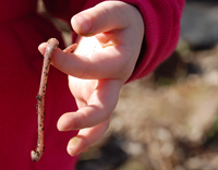 Earthworm niche groupings — Science Learning Hub