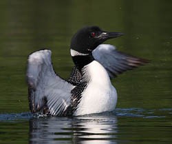 A common loon sitting in the water