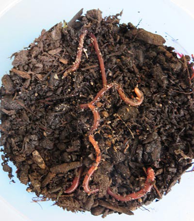 Photo of worms emerging from a pot of soil