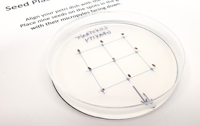 Petri dish placed on top of a square grid with 9 dots. Seeds are embedded in the agar-agar above the dots. 