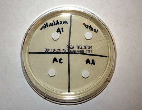An agar plate is divided into quadrants with a small white disk at the center of each quadrant