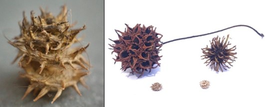 Example burrs with spikey features from nature.