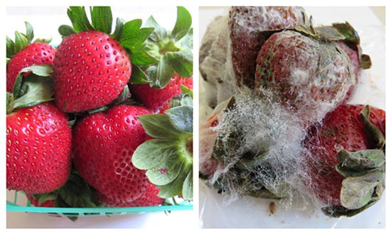 Photo of a pile of fresh strawberries on the left and a pile of mold covered strawberries on the right